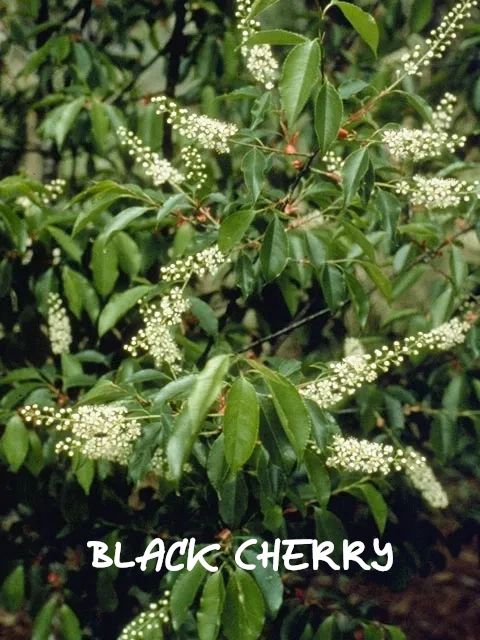 Black cherry