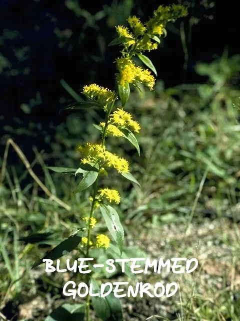 Blue-stemmed goldenrod