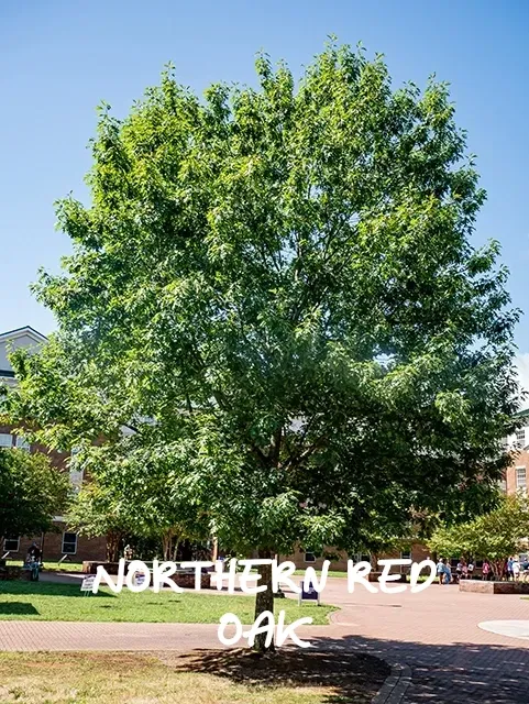 Northern red oak