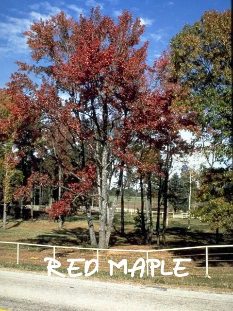 Red maple