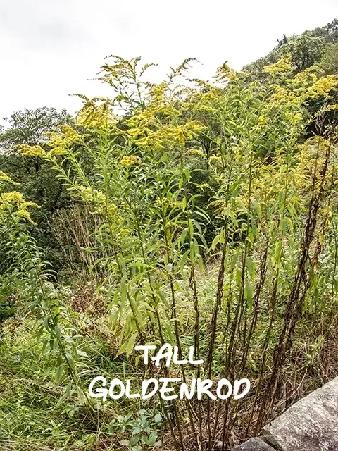 Tall goldenrod