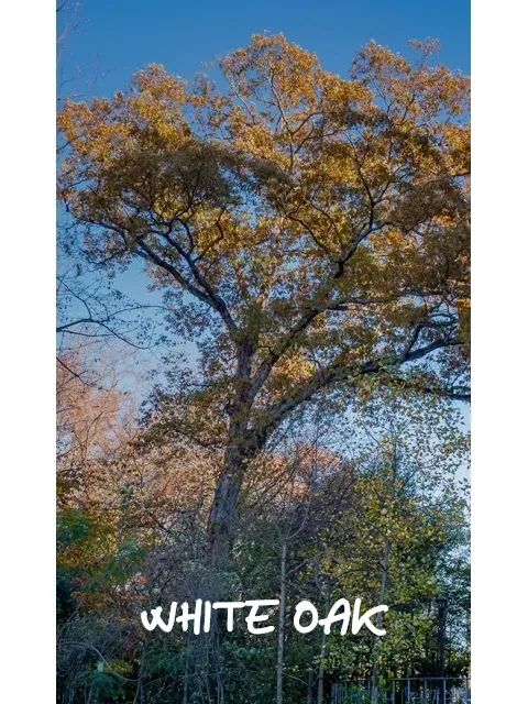 White oak
