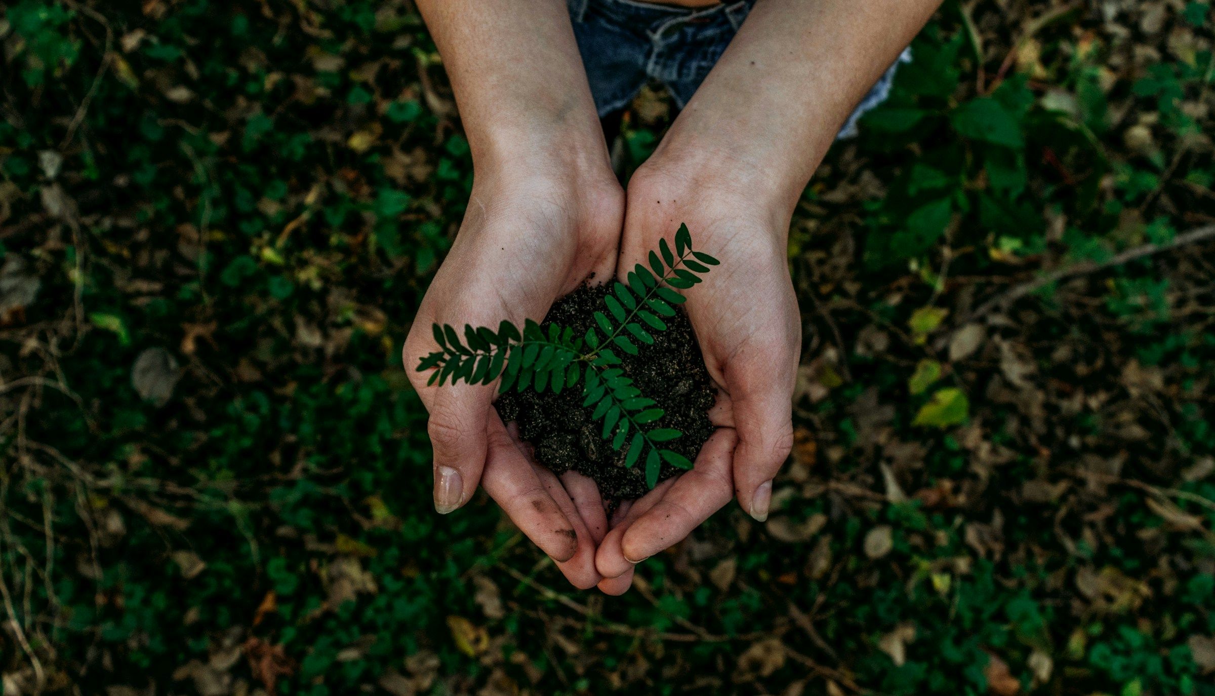 Hands holding a young oak seedling in soil.