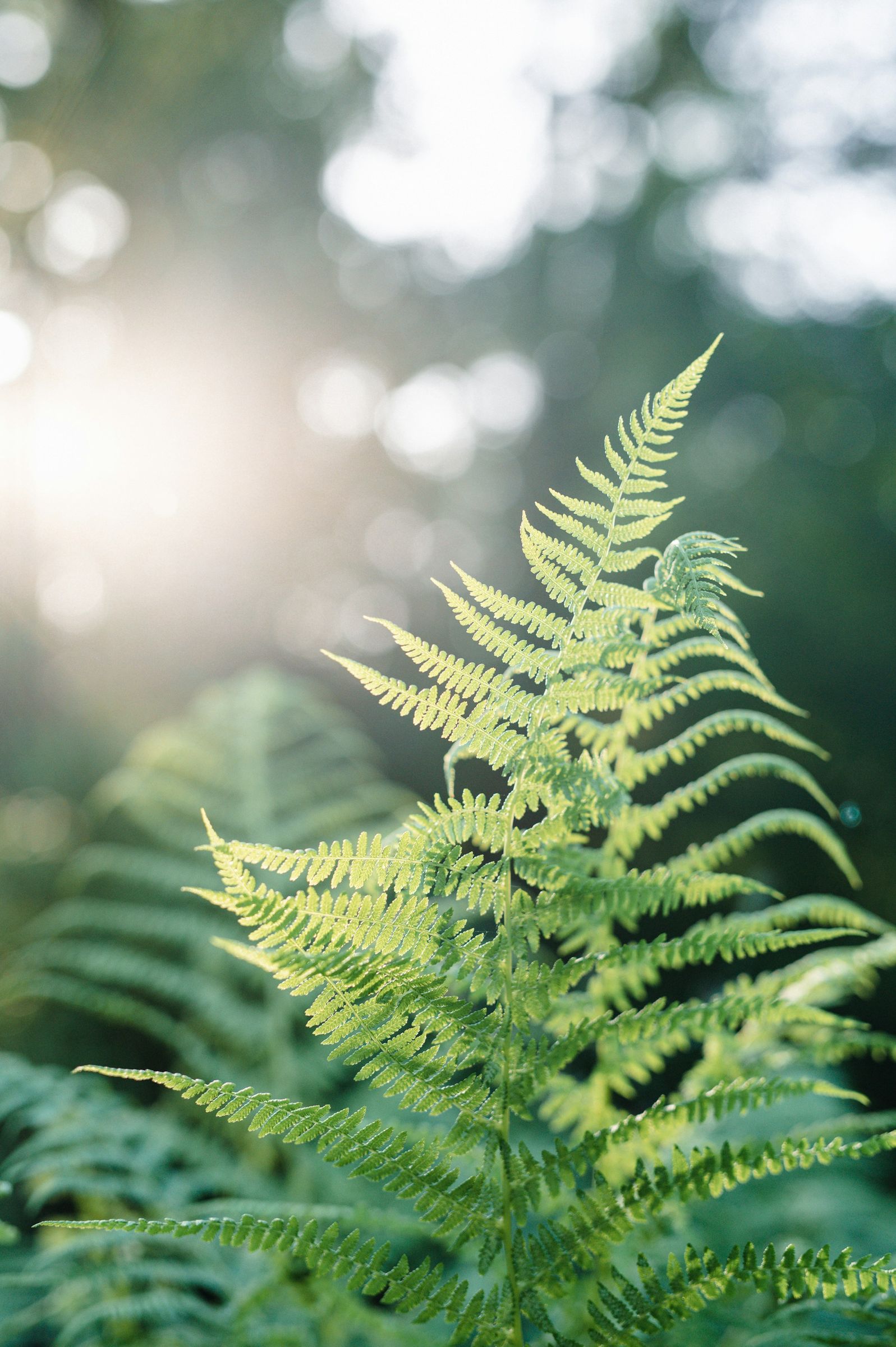 Green fern fronds lit by sunlight.